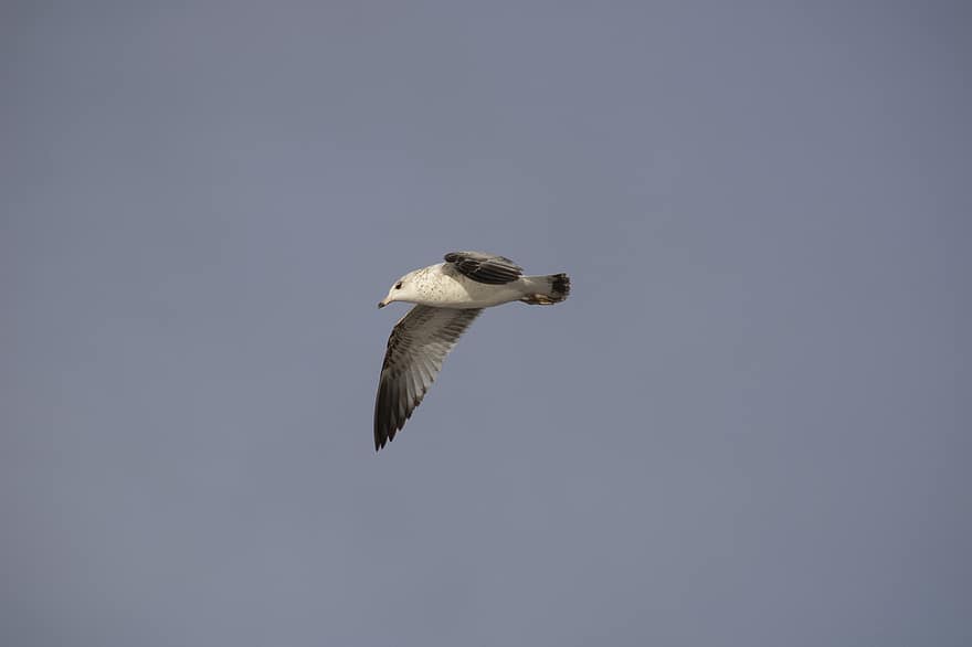 Bird, Seagull, Flying, Flight, Flying Bird, Wings, Feathers, Ave, Avian, Ornithology, Bird Watching
