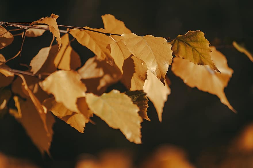 lapas, koki, rudenī, raksturs, dzeltens, sezonā, koks, fona, mežs, tuvplāns, dinamiskas krāsas