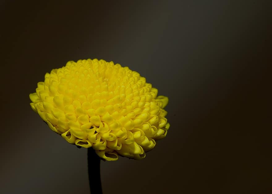 crisantemo, flor, flor amarilla, pétalos, pétalos amarillos, floración, planta, flora, naturaleza
