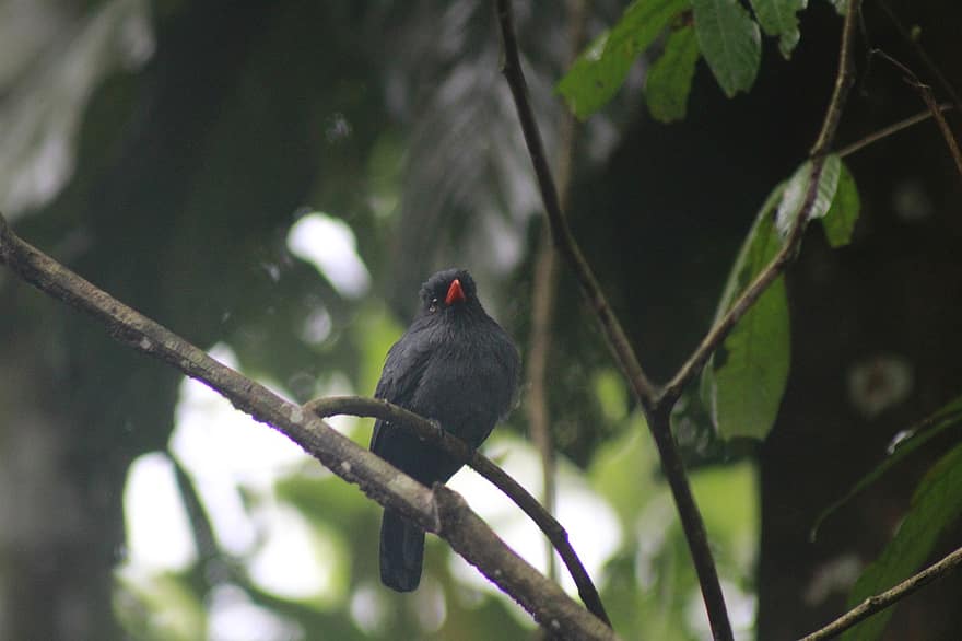 Fekete homlokú Nunbird, madár, állat, vadvilág, tollazat, ág, felkaptak, természet, vadon élő állatok, csőr, madártoll