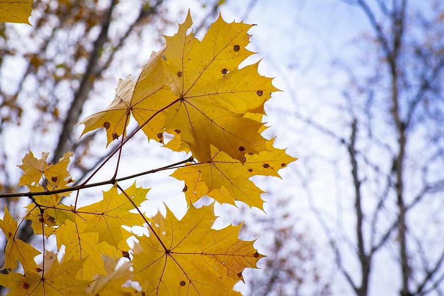 maple, leaves, fall