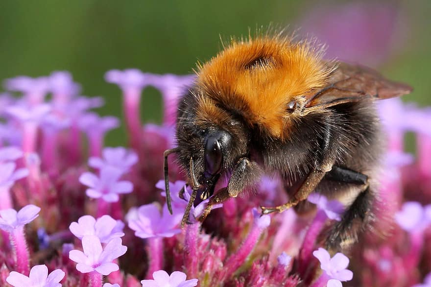 abeille, insecte, fleurs, insecte ailé, hyménoptères, entomologie, féconder, pollinisation, bumble bee, fleurons, Floraison