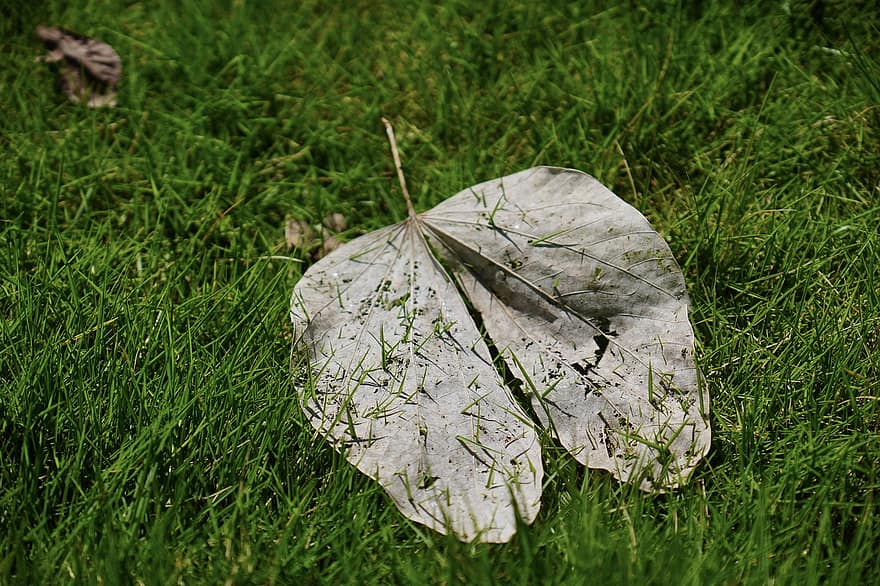 Leaf, Dried, Fall, Autumn, Dry Leaf, Nature, Grass, Meadow, Grassland, green color, close-up