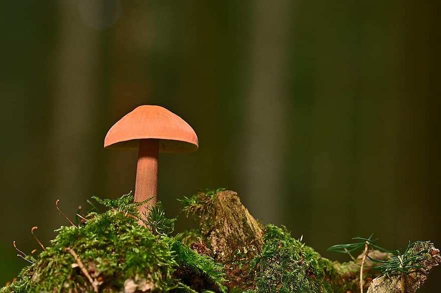гриб, грибок диска, грибковая наука, лес, крупный план, грибок, осень, завод, неразвитый, питание, зеленого цвета