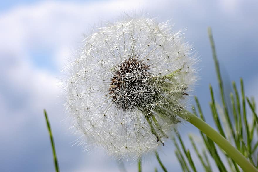 Dandelion, Wildflower, Meadow, Nature, Plant, Grass, close-up, macro, summer, seed, flower