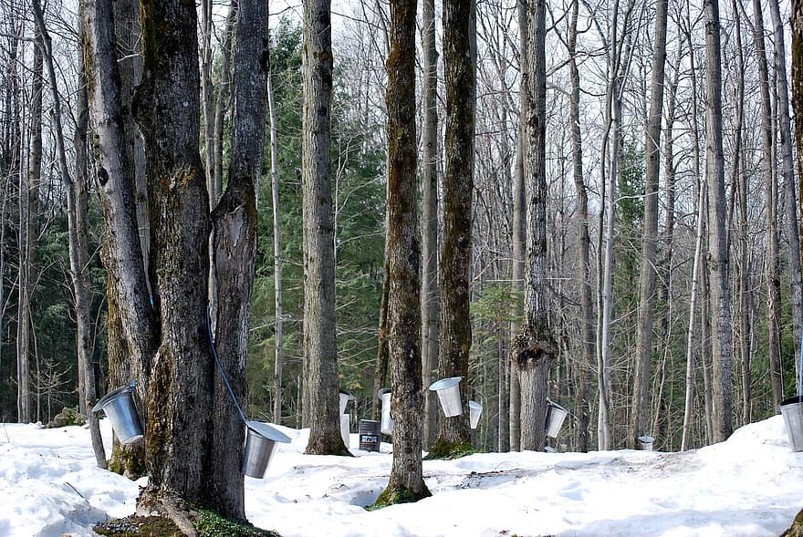 δάσος, Maple Sap, κουβάδες, δέντρα, χιόνι, χειμώνας, τοπίο, φύση, δέντρο, εποχή, πεύκο