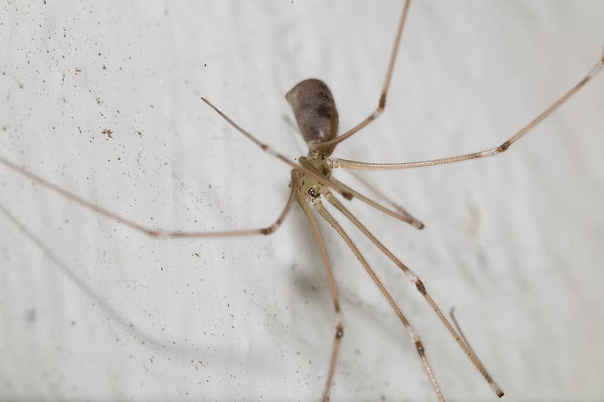 inseto, aranha, entomologia, espécies, macro, fechar-se, papai-pernas longas, Pholcidae, parede