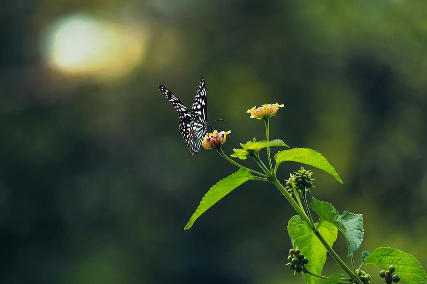 motýl, květ, hmyz, listy, volně žijících živočichů, modrý tygr, rostlina, flóra, zeleň, Příroda, opylování motýlů