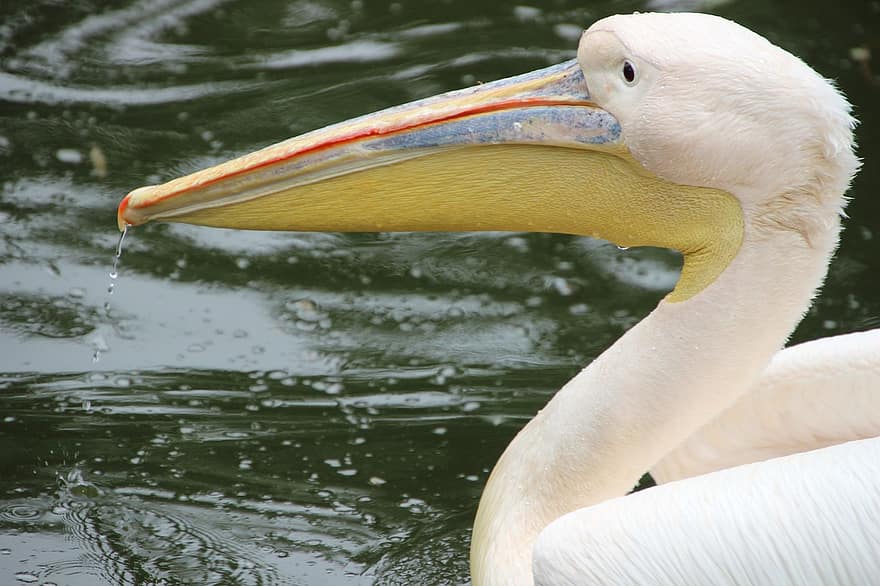pelicano, pássaro, pássaro aquático, aquático, aves aquáticas, animal, asa, bico, penas, plumagem, lagoa