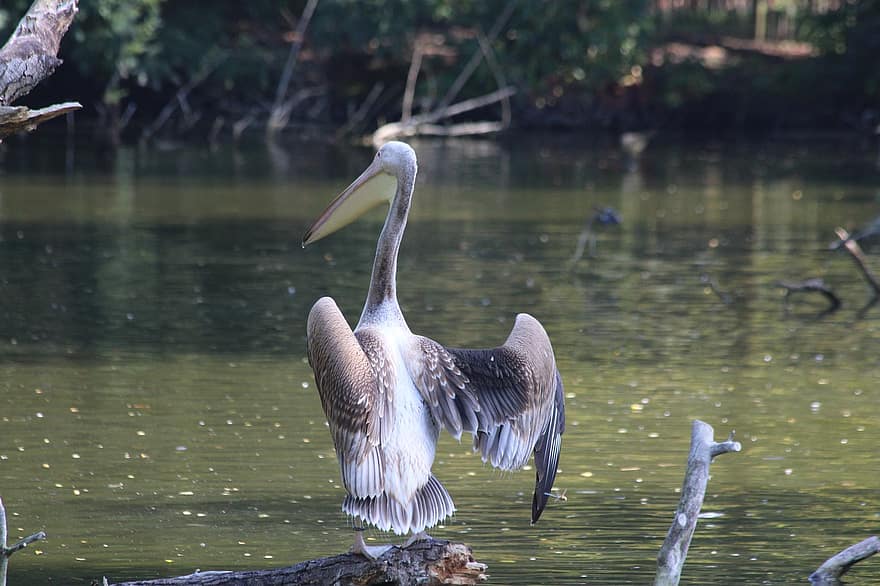 pelicano, pássaro, lago, animal, fauna, ornitologia