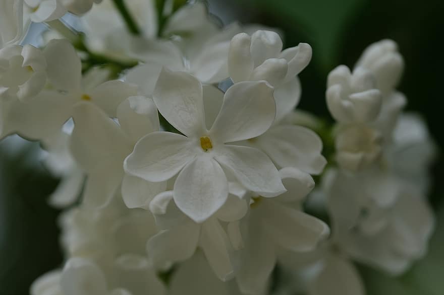zieds, balts zieds, ziedlapiņām, ceriņi, krūms, pavasarī, raksturs