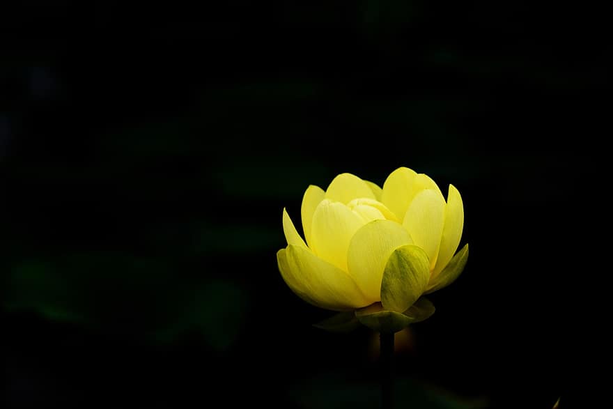 lotus, blomma, Lotus blomma, gul blomma, kronblad, gula kronblad, vattenväxter, flora