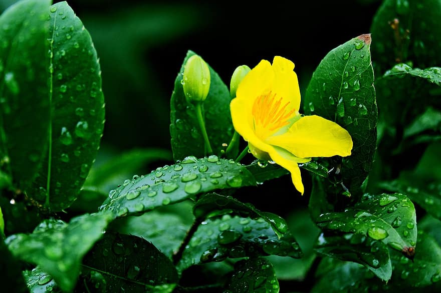 blomst, hyperkum, Regnvannsdråpe, flora, blad, anlegg, grønn farge, nærbilde, sommer, friskhet, makro