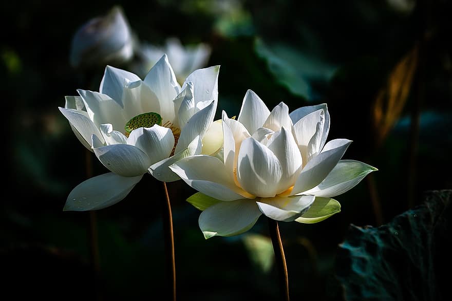lotos, kwiaty, kwiaty lotosu, białe kwiaty, płatki, białe płatki, kwiat, kwitnąć, rośliny wodne, flora, roślina