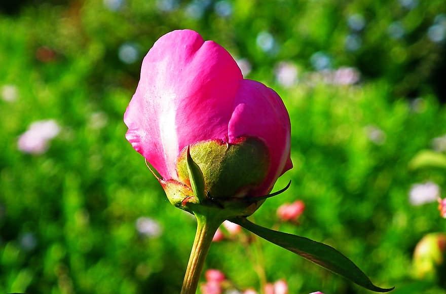 пион, цветок, розовый, цветение, цветущий, Флора, цветоводство, садоводство, ботаника, природа, завод