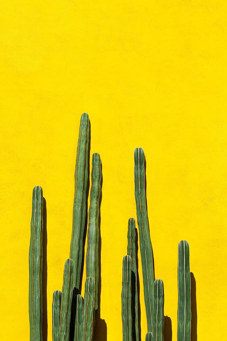 cactus, plante, mur, cereus, mur jaune, décoratif, décoration, décor, fermer