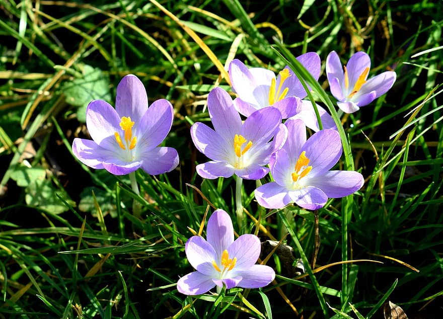 クロッカスの花、クロッカス、春、咲く、紫の、自然、工場、バイオレット、フローラ、牧草地、色