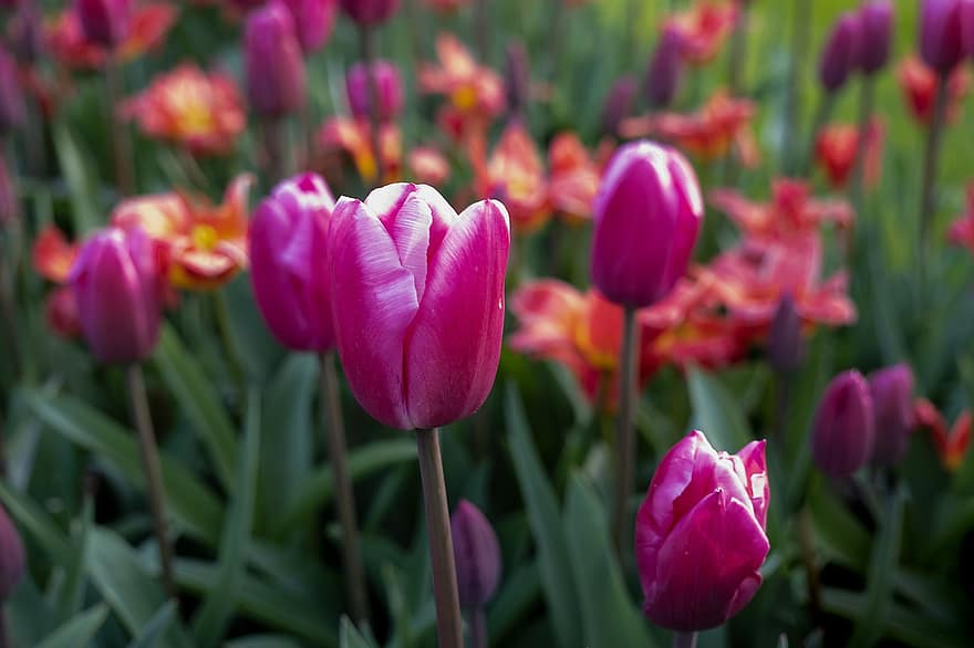 blomster, natur, tulipaner, lyserød, kronblade, forår, sæson-, flor, tulipan, blomst, plante