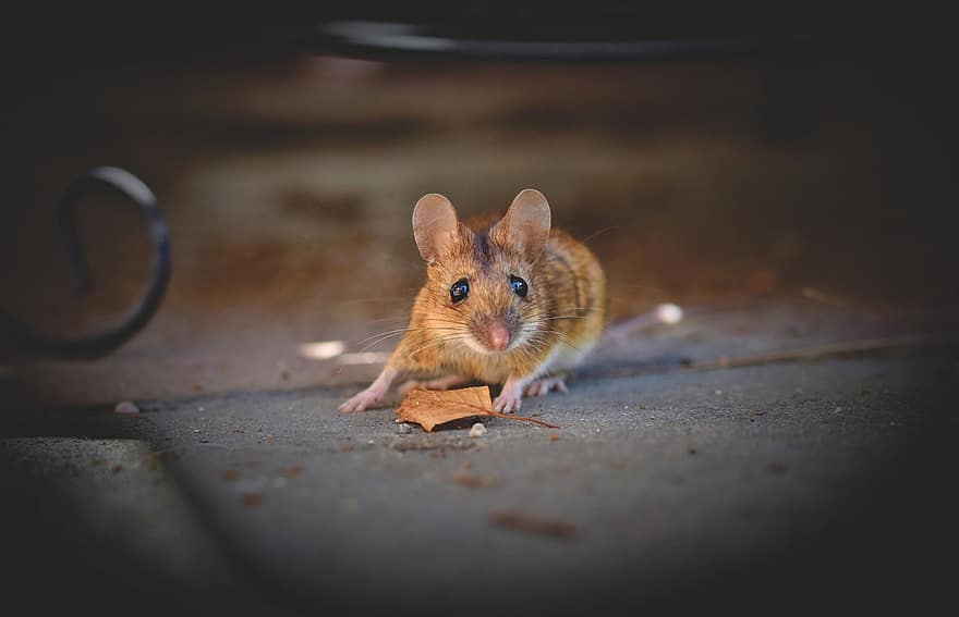 chuột nhà, chuột, Chuột có đuôi dài, nager, loài gặm nhấm, nút mắt, nhỏ, sự tò mò, sinh vật, thú vật, dễ thương