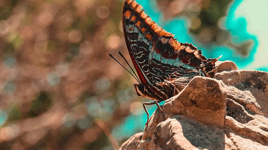 sommerfugl, vinger, insekt, sommerfugl vinger, winged insekt, lepidoptera, dyr verden, fauna