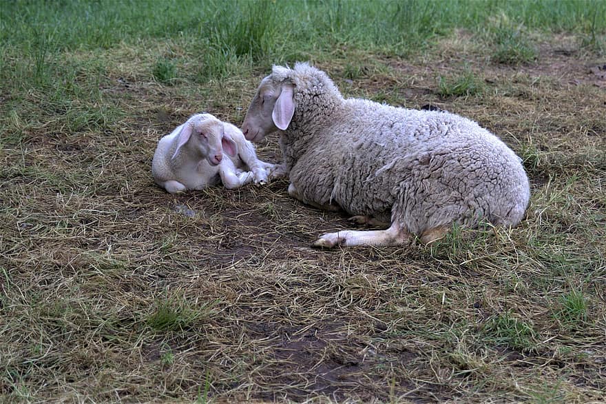 羊、子羊、睡眠、動物たち、眠っている、家畜、若い動物、フィールド、田舎、草、子孫