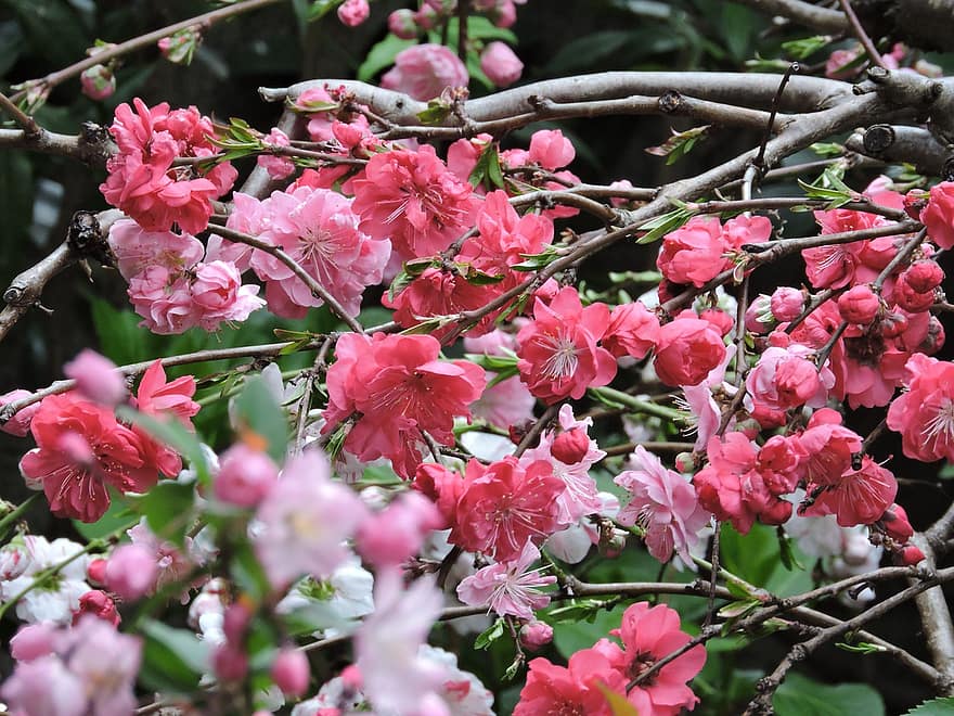 Flowers, Peach Blossoms, Pink Flowers, Nature, Flowering Tree, Blossoms, Bloom, leaf, plant, flower head, flower