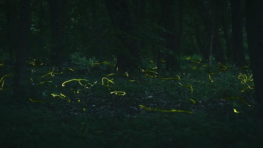 Fireflies, metsä, salama, ötökät, luonto, kesä, woods