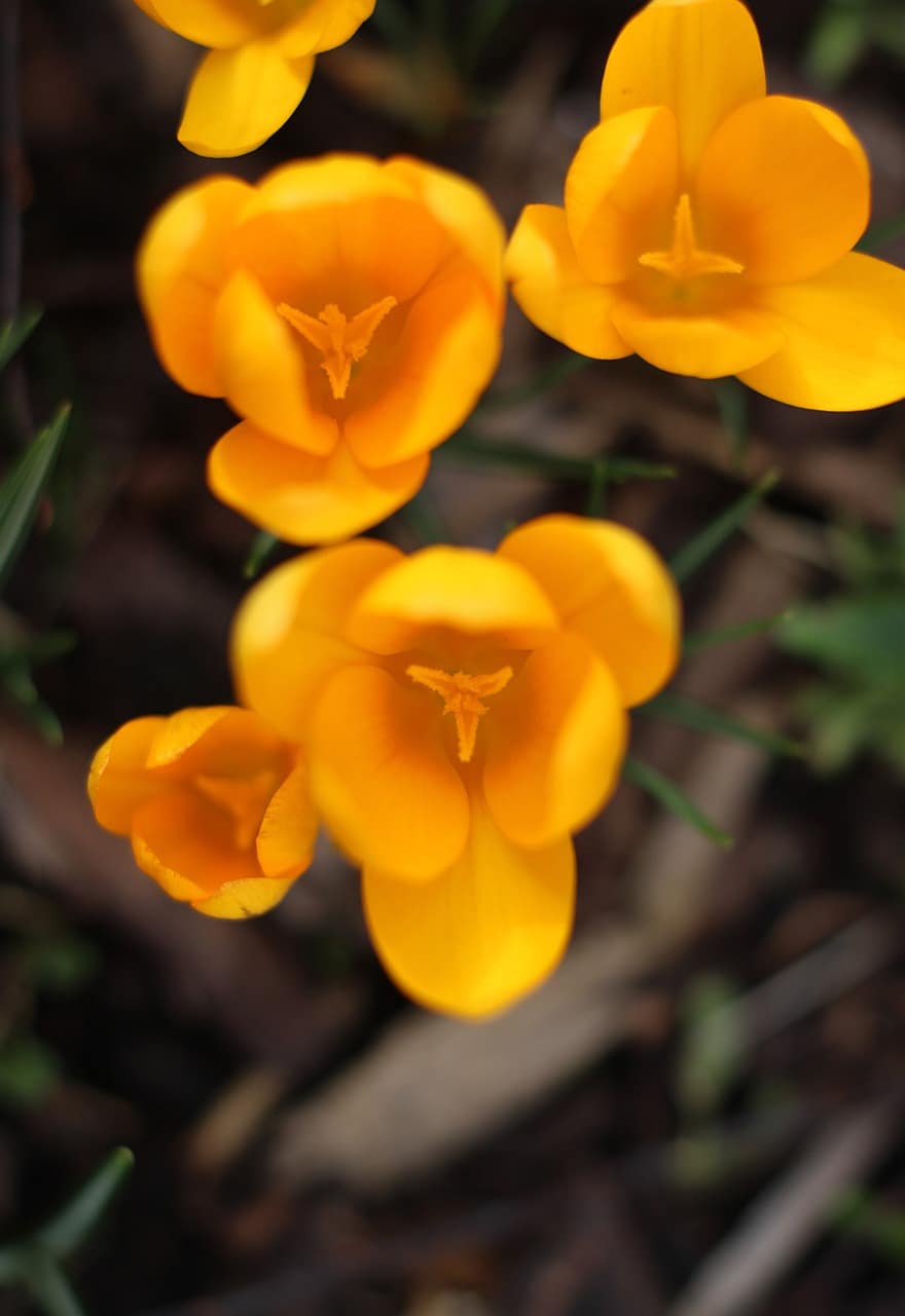 Blume, Krokus, Frühling, Flora