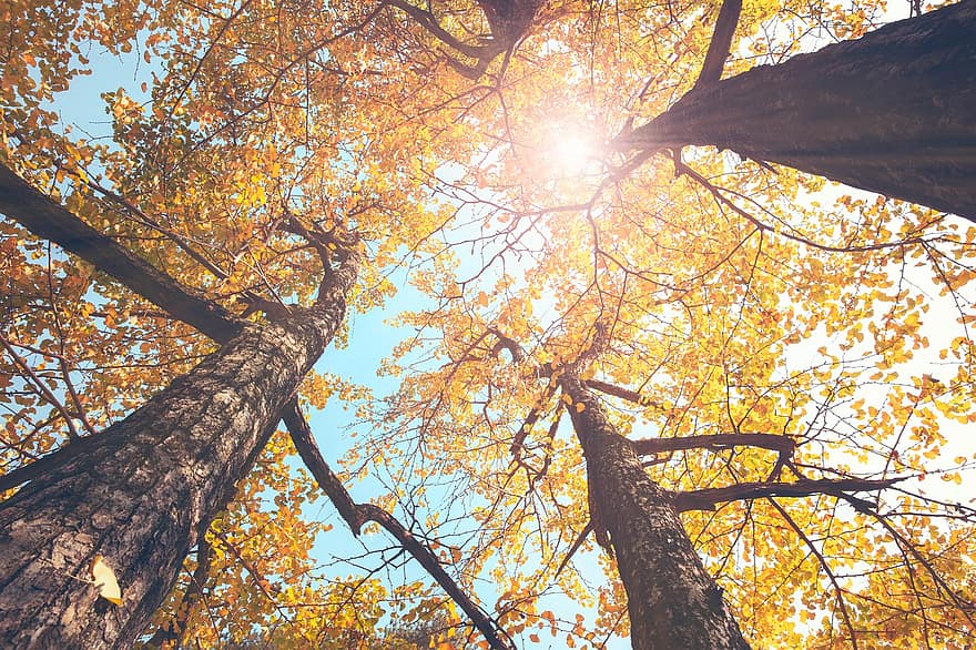 árvore, olho para cima, árvore de ginkgo, as cores do outono, folhas douradas, tronco, floresta, brilho do sol, outono, folha, amarelo