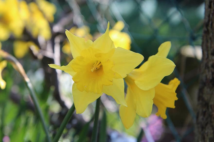 påskeliljer, narcissus, gule blomster, have, blomstring, gul, tæt på, plante, blad, blomst, sommer