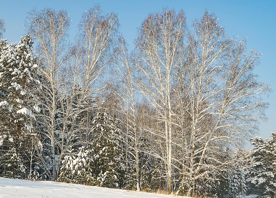 des arbres, branche, les bois, forêt, gel, neige, hiver, la nature, en plein air, beauté, la glace