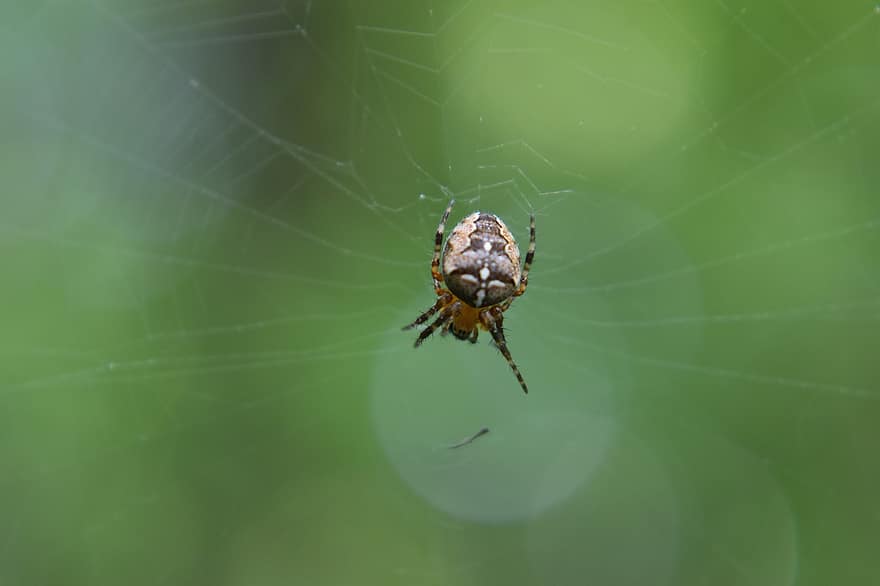 edderkopp, insekt, arachnid, web, bug, natur, dyr, edderkoppfobi, leddyr, spindelvev, nærbilde