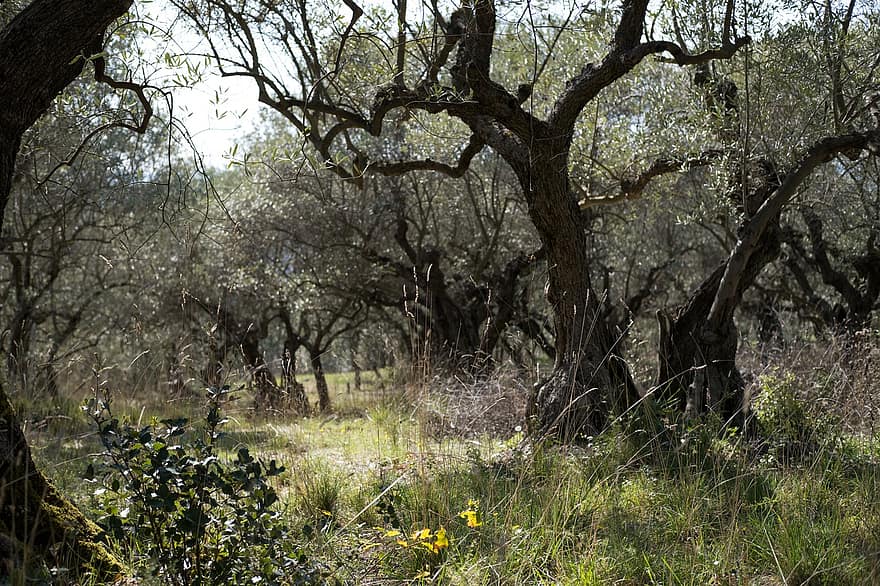 oliventræer, træ, natur, landskab, provence, frugthave, ødemark, Skov