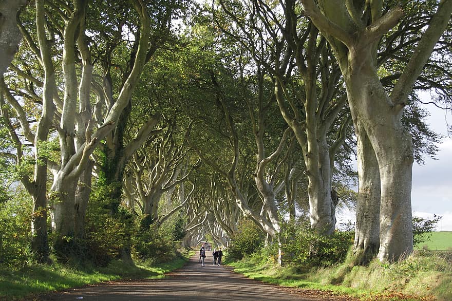 Dark Hedges, Trees, Beech, Game Of Thrones, Picturesque, Road Trip