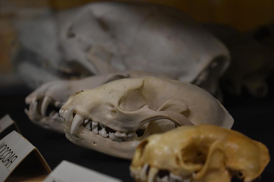 mapache, animal, naturalesa, crani, mort, ossos, ciència, crani d’animals, ossos d’animals, animal mort, dents d’animals