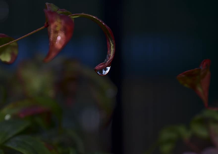 liten droppe, regn, blad, växt, regnfall