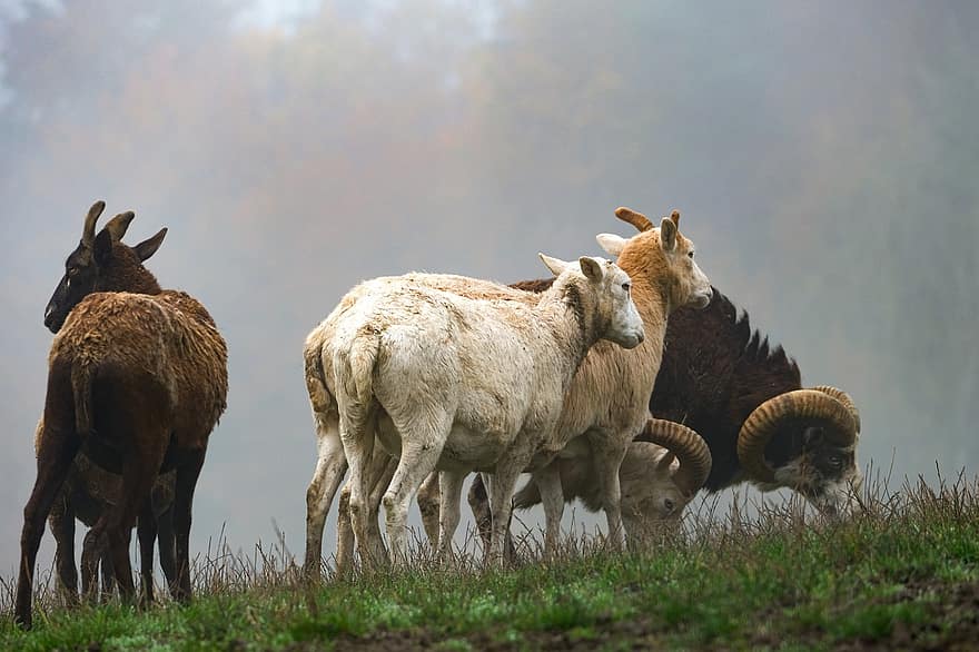 羊、子羊、ウール、角、霧、家畜、牧草地、牡羊座