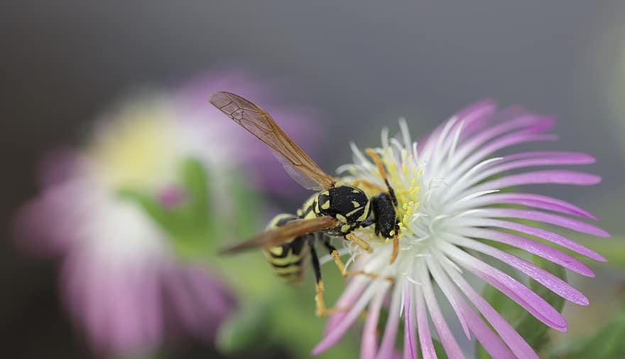 Wasp, Insect, Pollinate, Entomology, Pollination, Pollen, Bloom, Blossom, Purple Flower, Purple Petals, Flora