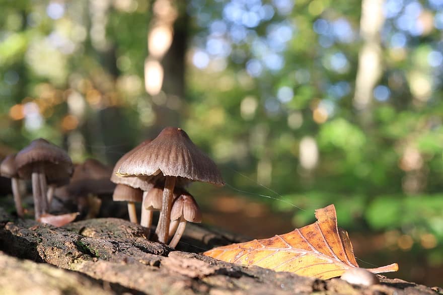 houby, log, listy, mech, Příroda