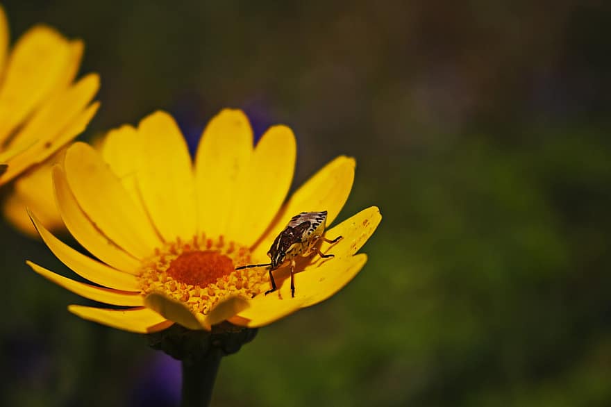 insekt, bug, bille, blomst, petals, grønn, gul, vinge, natur, vår, hage