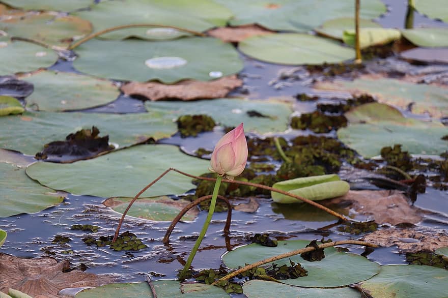 Kerala, Water, Leaves, Bud, Lotus Leaf, Nature, India, Green, Landscape