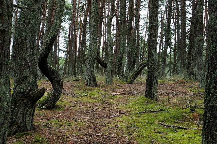 Skov, træer, fyrretræ, mos, mosbegroet, Baltika, reservere, Krogede træer
