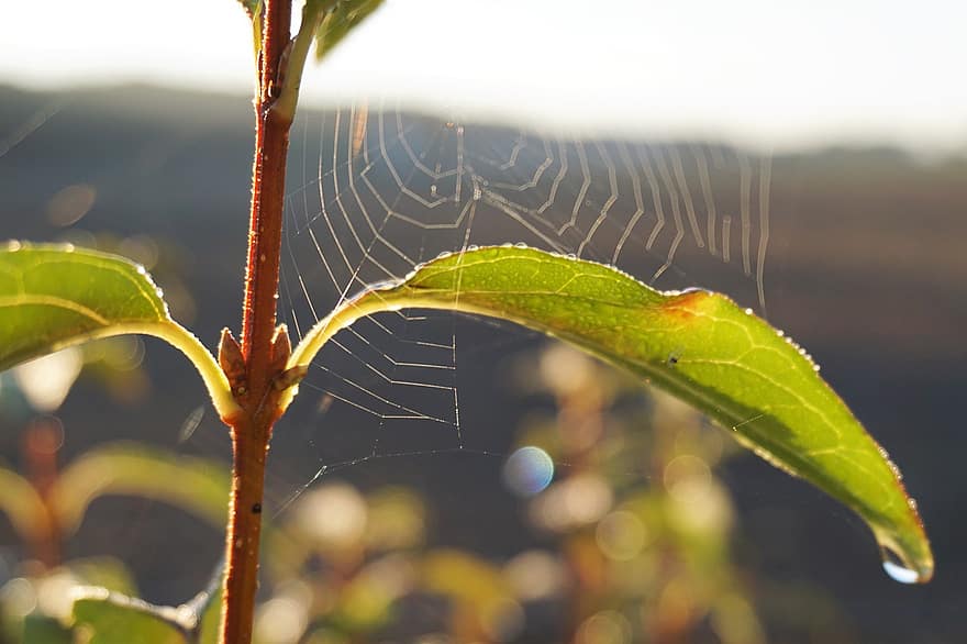 Dewdrops, Spiderweb, Plant, Macro