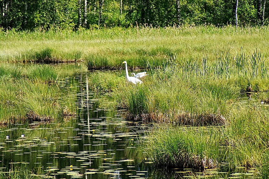 Whooper Swan, Lake, Grass, Swan, Bird, Waterfowl, Aquatic Plants, Taiga, Water, Reflection