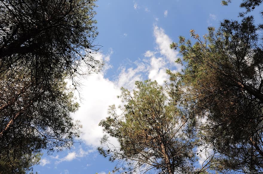 pins, arbres, naturalesa, dosser, coníferes, cel, núvols, arbre, full, bosc, blau