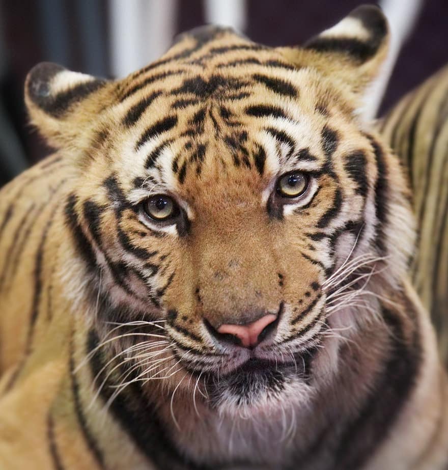 Tygrys, zwierzę, nieudomowiony kot, koci, Tygrys bengalski, w paski, zwierzęta na wolności, duży kot, zagrożone gatunki, zbliżenie, zagrożenie