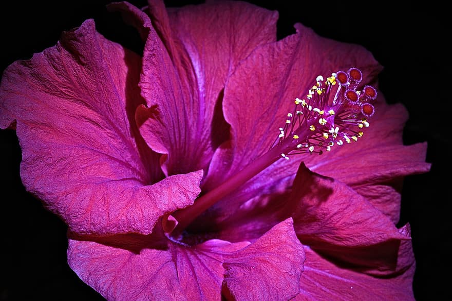 hibiscus, blomst, lilla blomst, pistil, petals, lilla petals, blomstre, flora, anlegg, natur, nærbilde