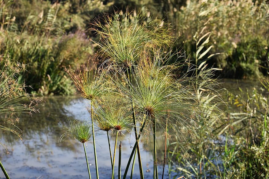 Papir Reed, planter, natur, grønt, innsjø, vann, Natur reservat, Huladalen, israel
