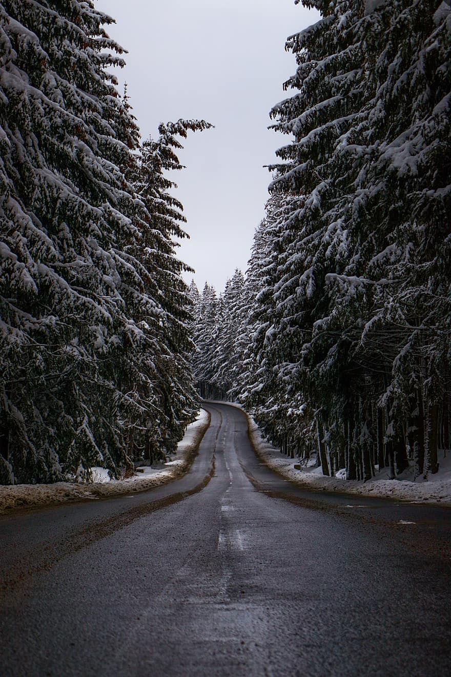 도로, 겨울, 숲, 한 지방, 눈, 가문비, 여행, 자연