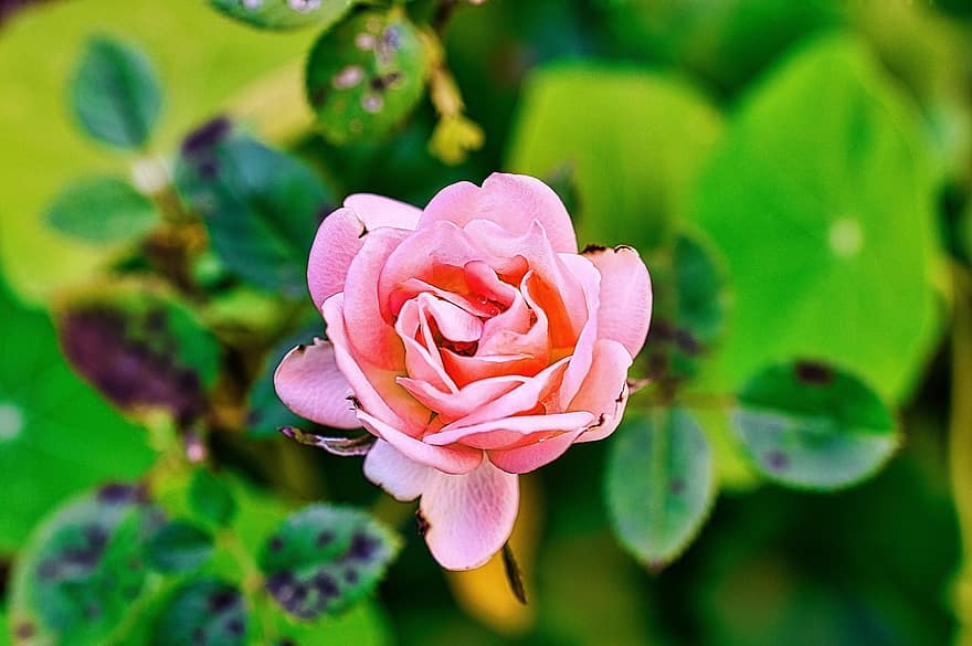 розова роза, розово цвете, градина, макро, природа, цвете, флора, листо, растение, венчелистче, едър план